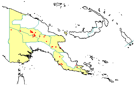 Arthrophyllum macranthum 