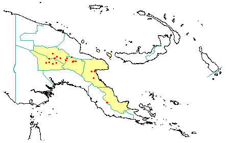 Caldcluvia rufa 