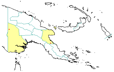 Calophyllum collinum 