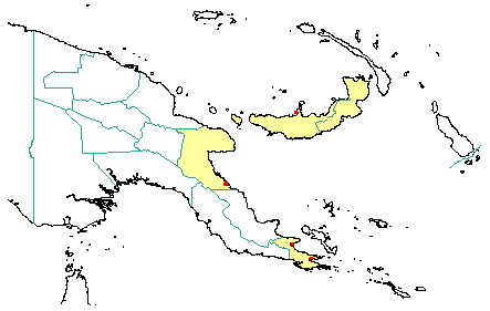 Calophyllum laticostatum 