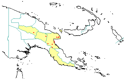 Calophyllum pauciflorum 