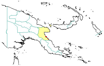 Calophyllum streimannii 