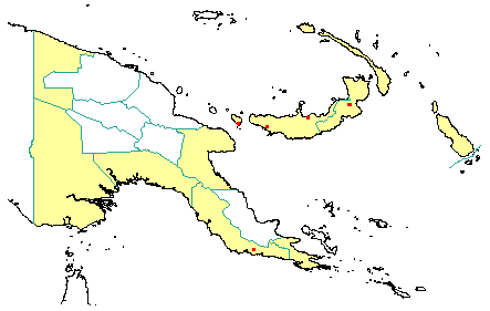 Calophyllum vexans 