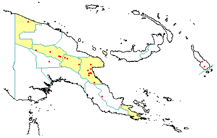 Carpodetus arboreus 