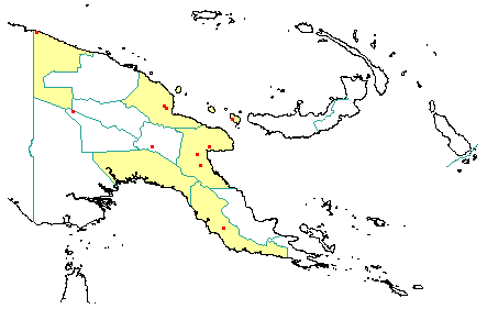 Dysoxylum excelsum 