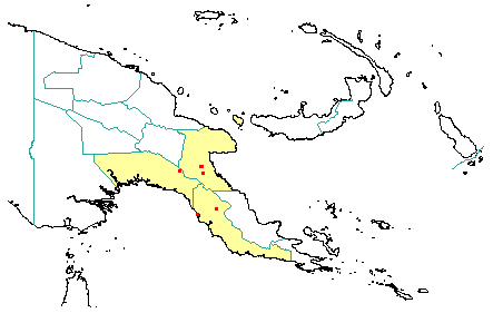 Dysoxylum setosum 