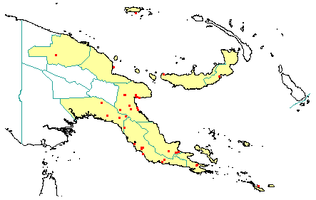 Ficus subtrinervia 