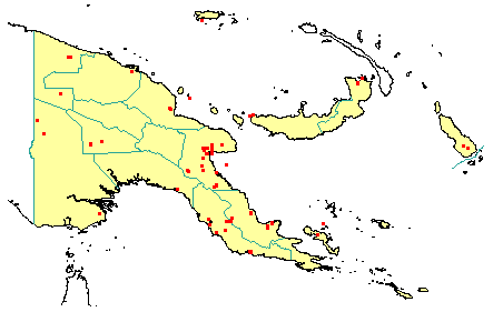 Ficus trachypison 