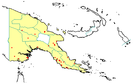 Flindersia amboinensis 