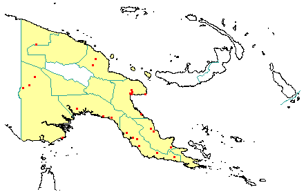 Horsfieldia subtilis 