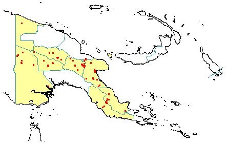 Lithocarpus rufovillosus 