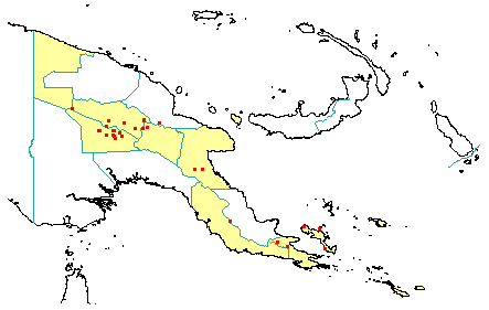 Nothofagus carrii 