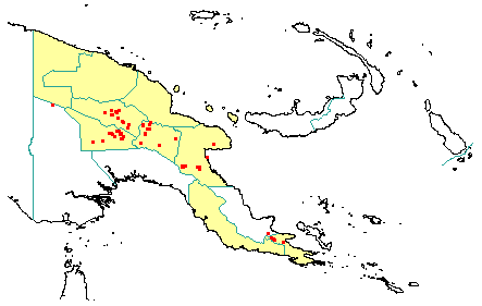 Nothofagus grandis 