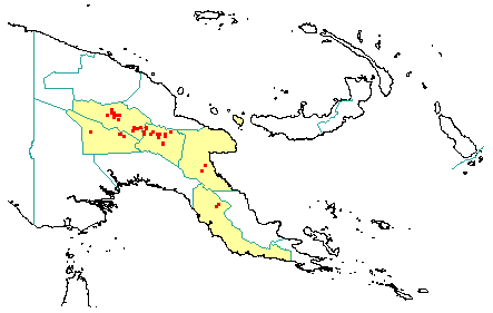 Nothofagus perryi 