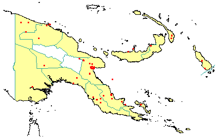 Octomeles sumatrana 