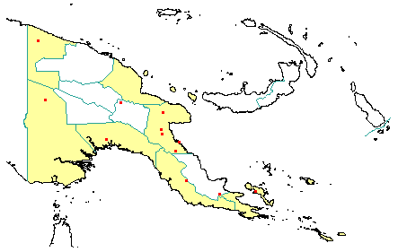 Prunus dolichobotrys 