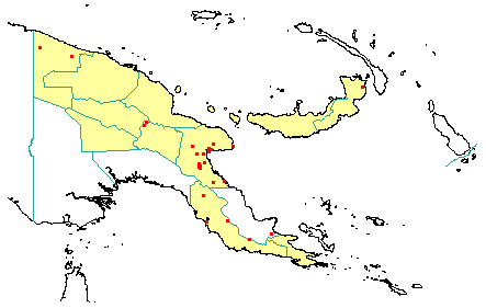 Prunus gazelle-peninsulae 