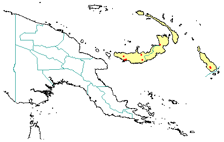 Serianthes minahassae subsp. fosbergii 