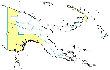 Serianthes minahassae subsp. ledermannii 