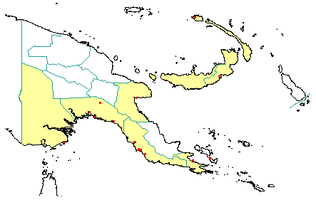 Sonneratia alba 