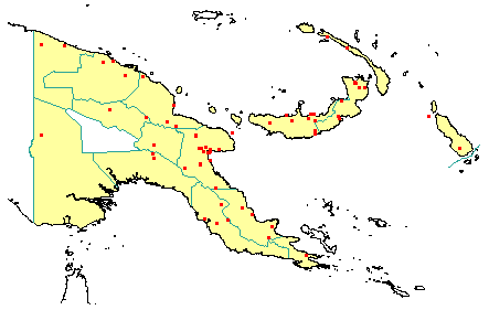 Syzygium malaccense 