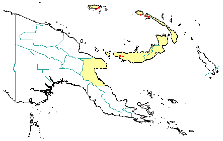 Terminalia archipelagi 
