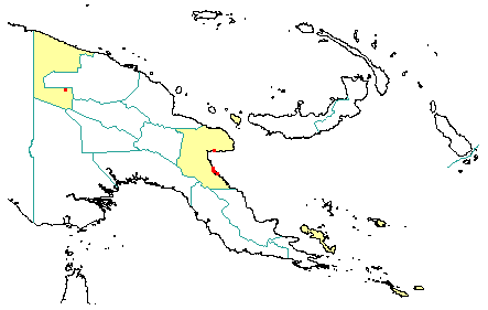 Tristaniopsis macrosperma 
