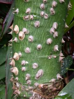 Thorns (spines) on trunk (photo: S.R. Hinsley)