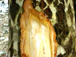 Cracked bark