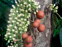 flowers on trunk or branches