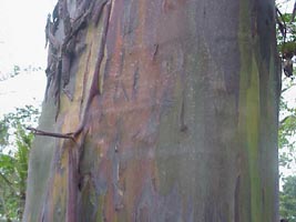 Peeling bark (photo: B.J. Conn)