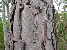 furrowed cork (photo: B.J. Conn)