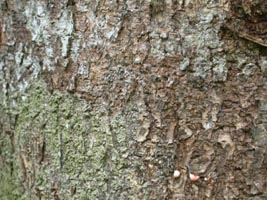 tessellated bark (photo: B.J. Conn)