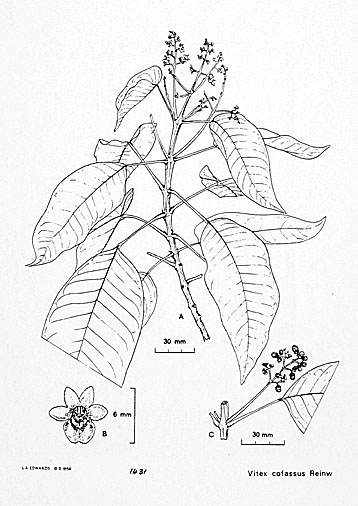 vitex covassus, bitti, biti