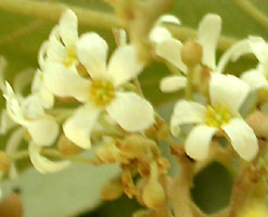 flowers with many planes of symmetry