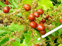 fruits on branched axis/infrutescence