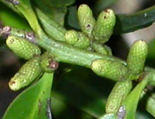 flowering female cones/strobili