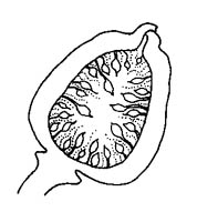 syconium (fig) - sectional view