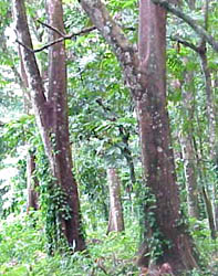 trunks crooked (photo: R. Kiapranis)