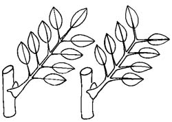 pinnate compound leaves