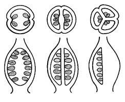 ovaries with 1, 2 & 3 locules