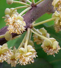 flowers with many free stamens