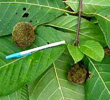 multiple fruit