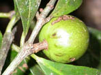 single fruit