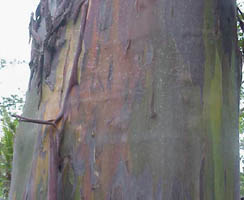 Smooth Bark (photo: B.J. Conn)