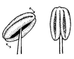 stamen with anther attached to a filament