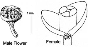 Flowers (illustr: T. Djarwaningsih)