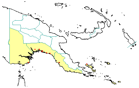 Avicennia officinalis 