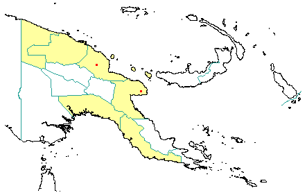 Cinnamomum grandiflorum 