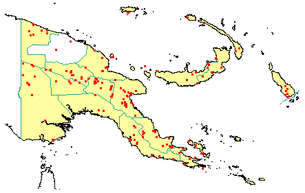 Ficus adenosperma 